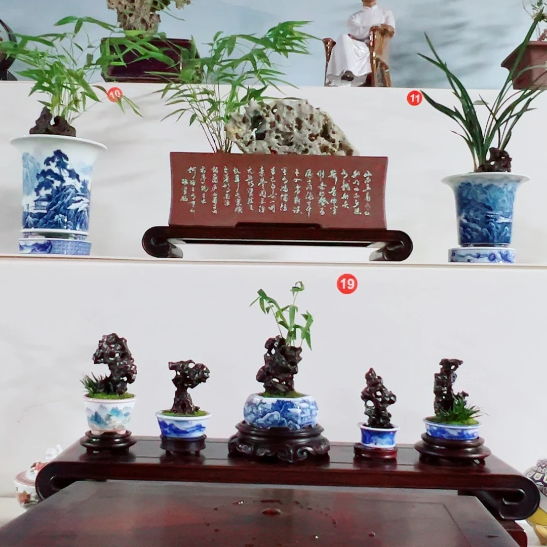 方***大无花朵盆景，凤尾竹，太湖石