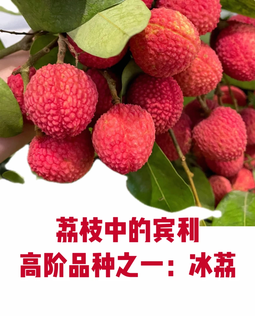 【顺丰冷链】精选新鲜荔枝 应季水果白糖罂 鲜荔超甜净重5斤