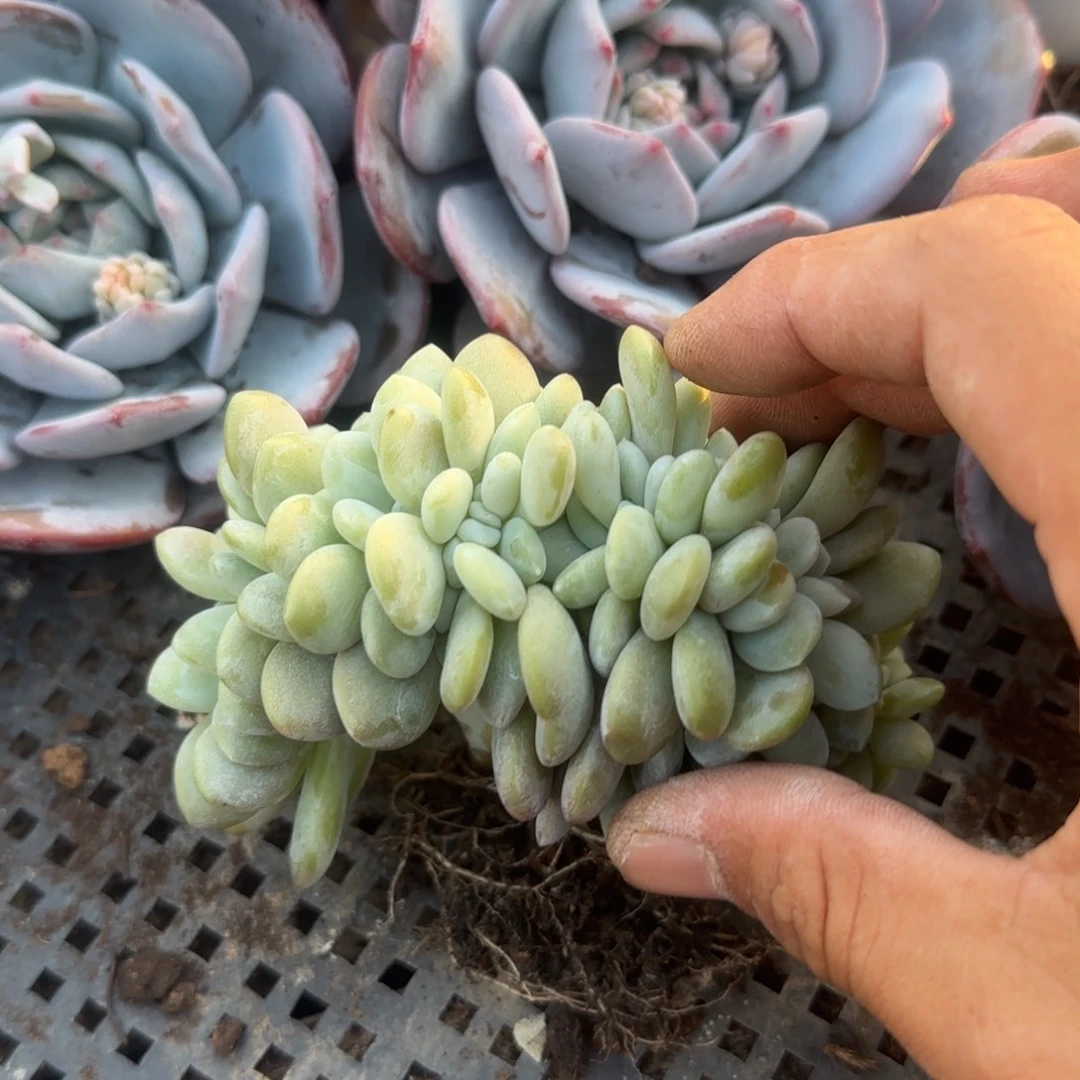 粉兔缀化五十包邮老桩