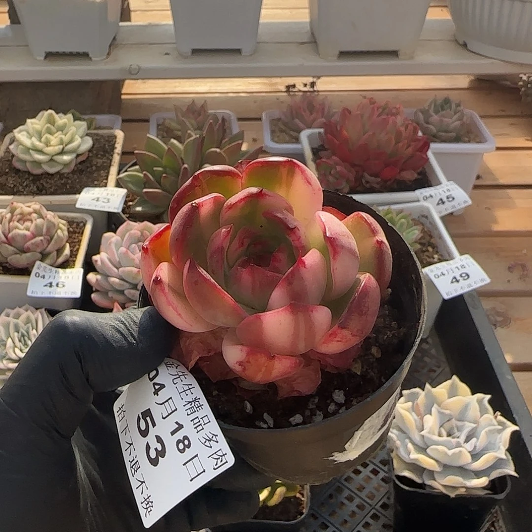 0418-53弗拉明戈锦