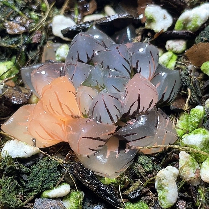 536水中月锦特选福利