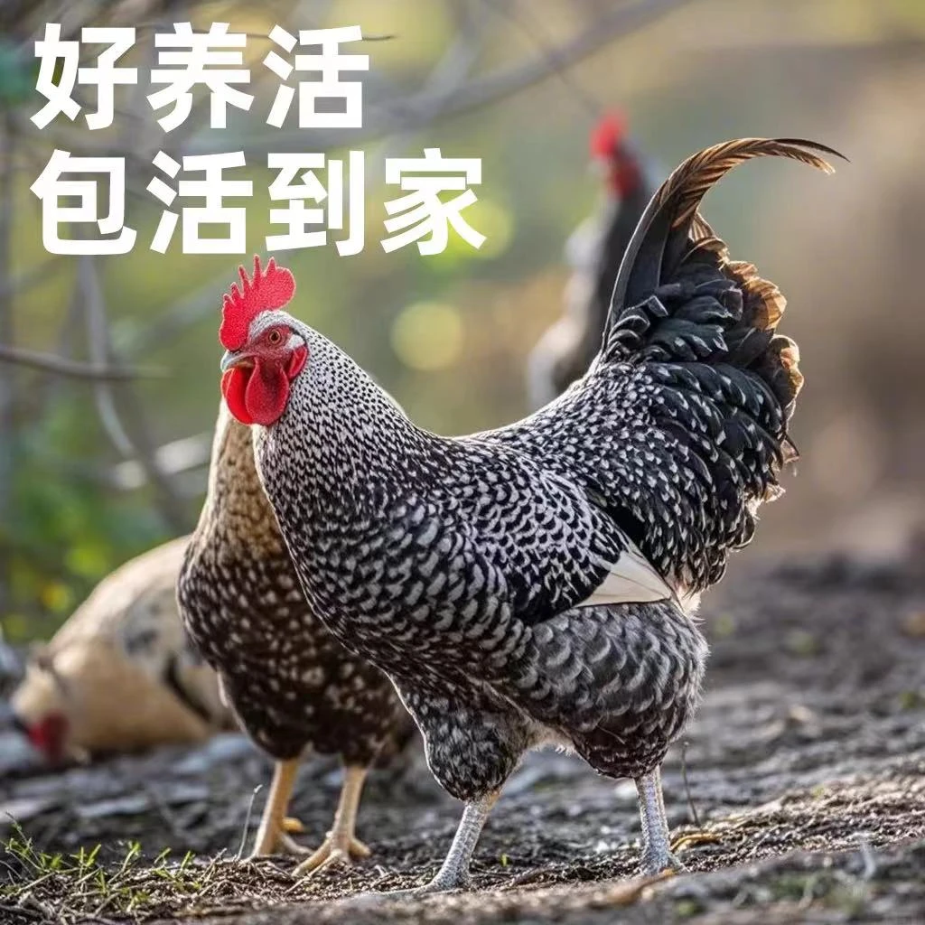 宠物鸡活鸡包邮每只4斤~4.5斤