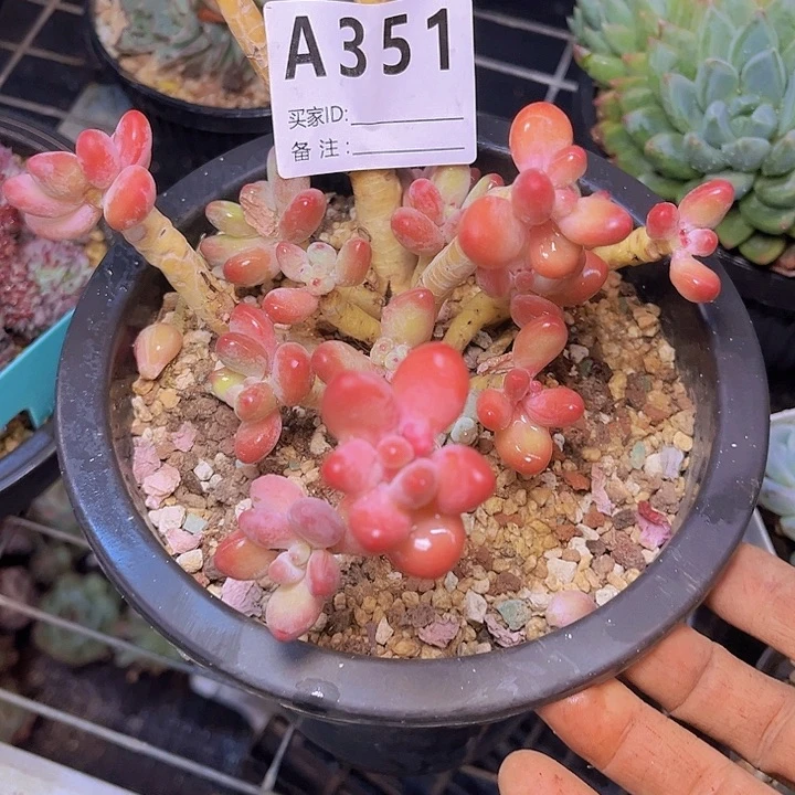 雪***麻好喜欢你这个造型诶351