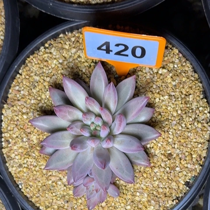 多肉植物虞美人420