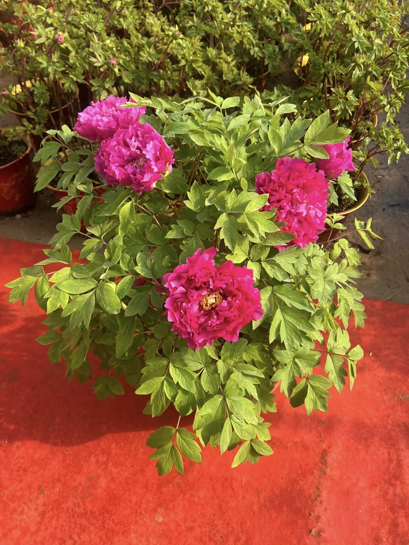 琼瑶玉露 国色芳华带花苞发货催花牡丹年宵花牡丹