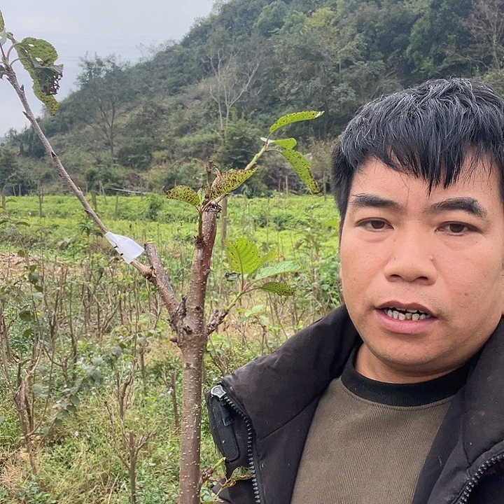 当前无花栽培后可以开花47