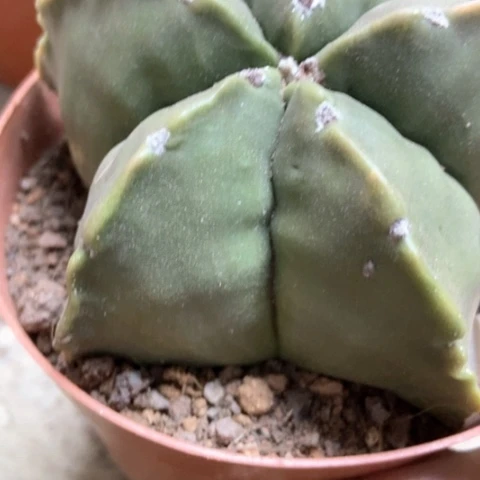 五角仙人球8米仙人球