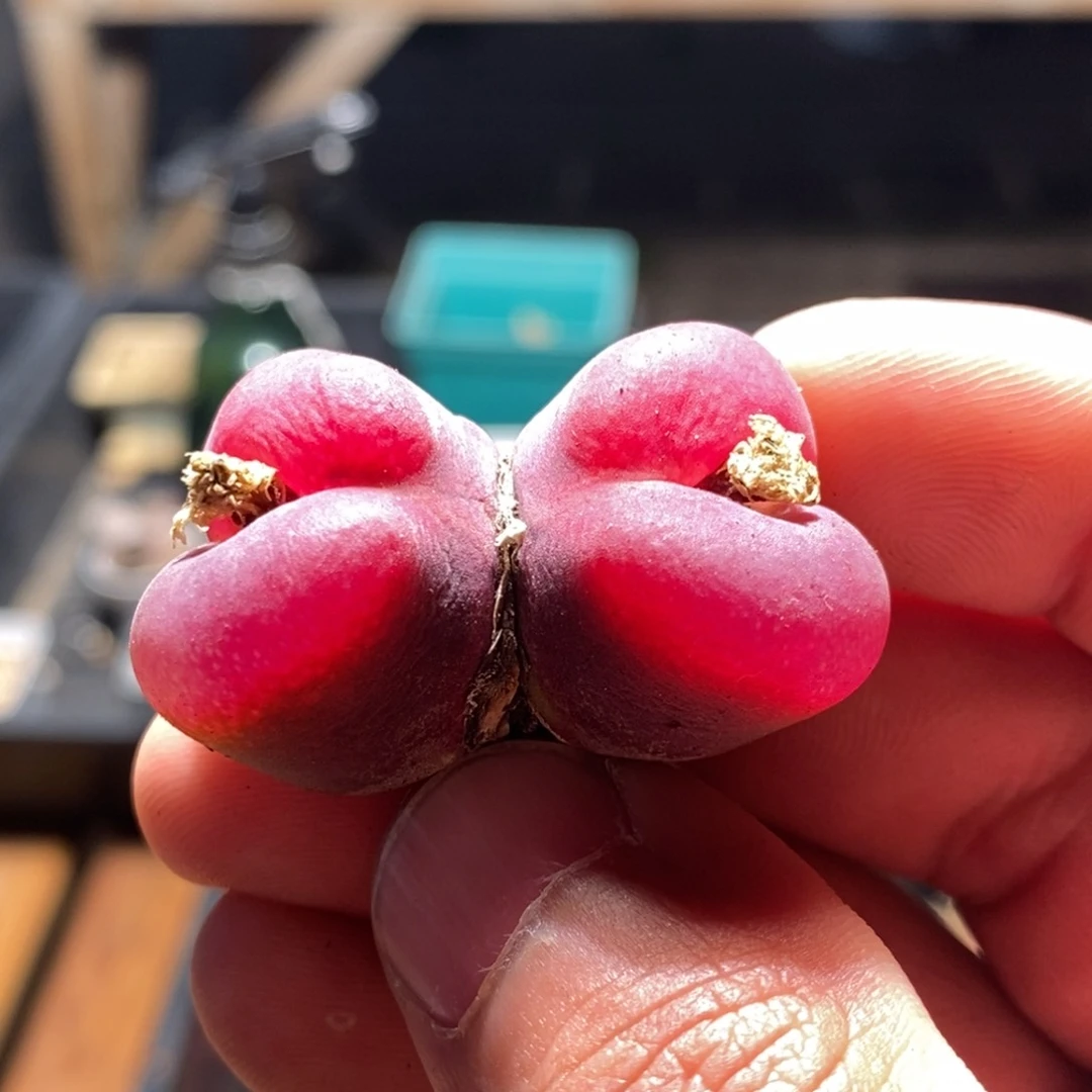 红*?10118一个一个一个