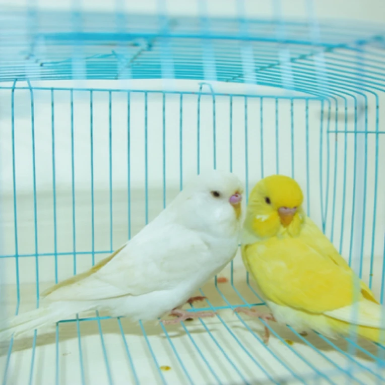 特色大头鹦鹉两只