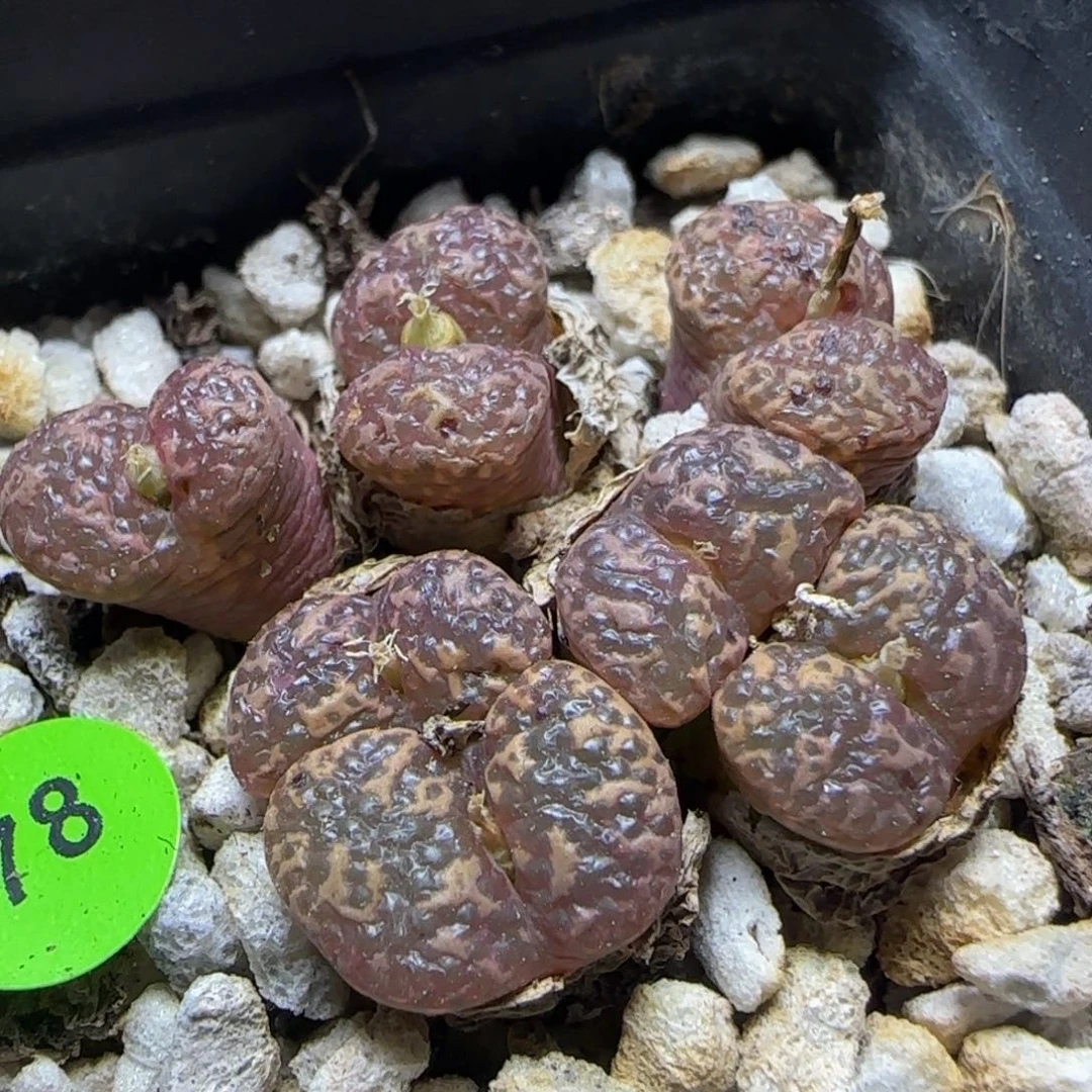 泡泡勋章多肉植物78