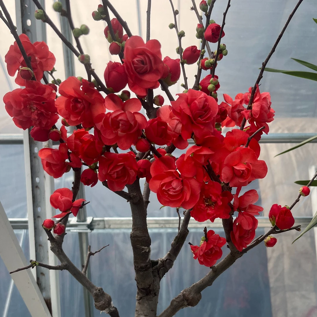 宠粉福利6年老桩【玫瑰之约】海棠 耐寒年宵花带花芽 南北方种植