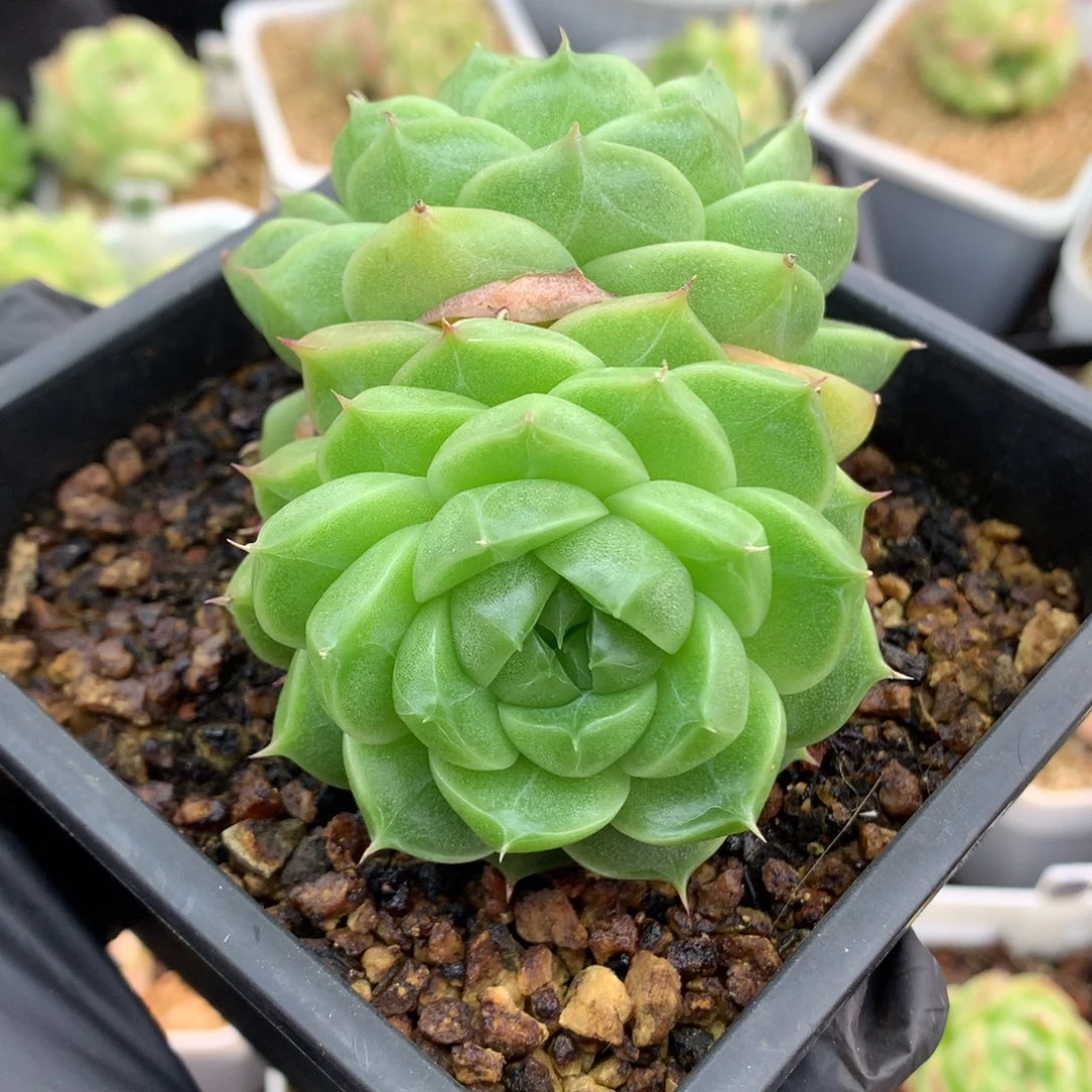 58包邮  群生不包整麦秆5