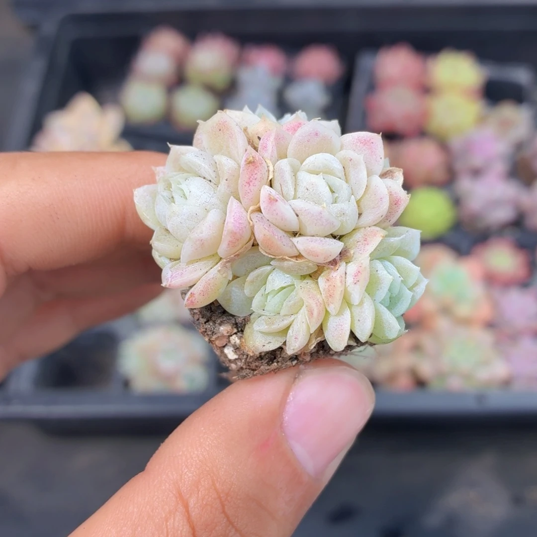 白月影多肉9.9包邮发货