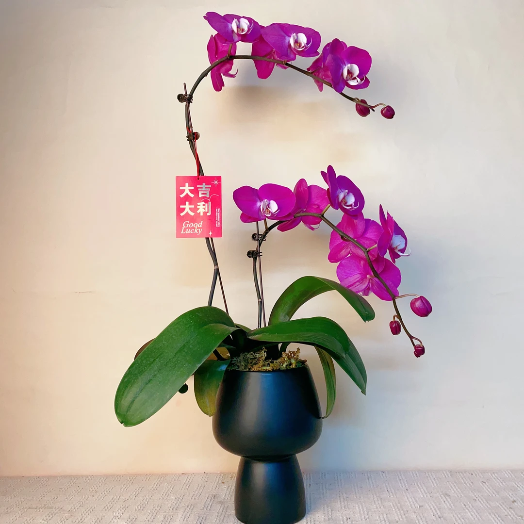 一木优选【芳美西施】精品蝴蝶兰花卉艺术组盆景德镇陶瓷盆栽系列