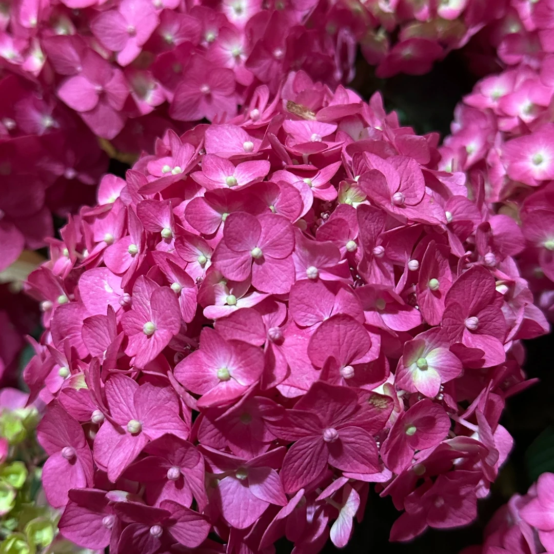 万紫千红绣球 紫红色后期会变色 1.5加仑（焦）开花发货  绣球盆栽