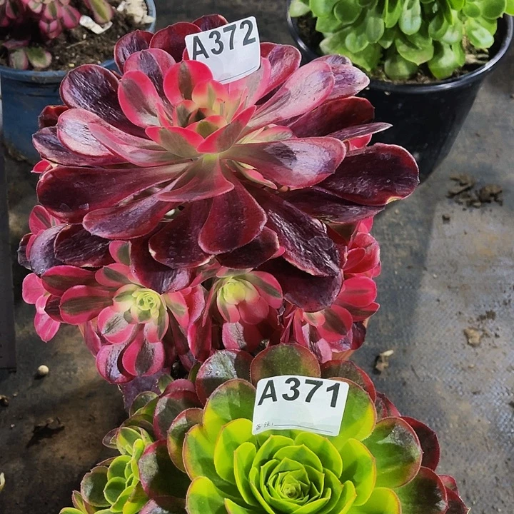 美杜莎372奶白371