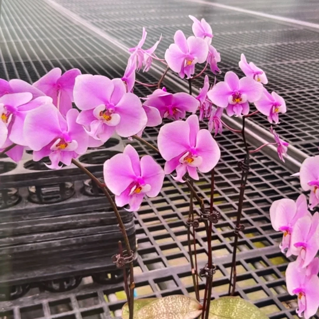 无花朵9寸粉墩墩 浓香