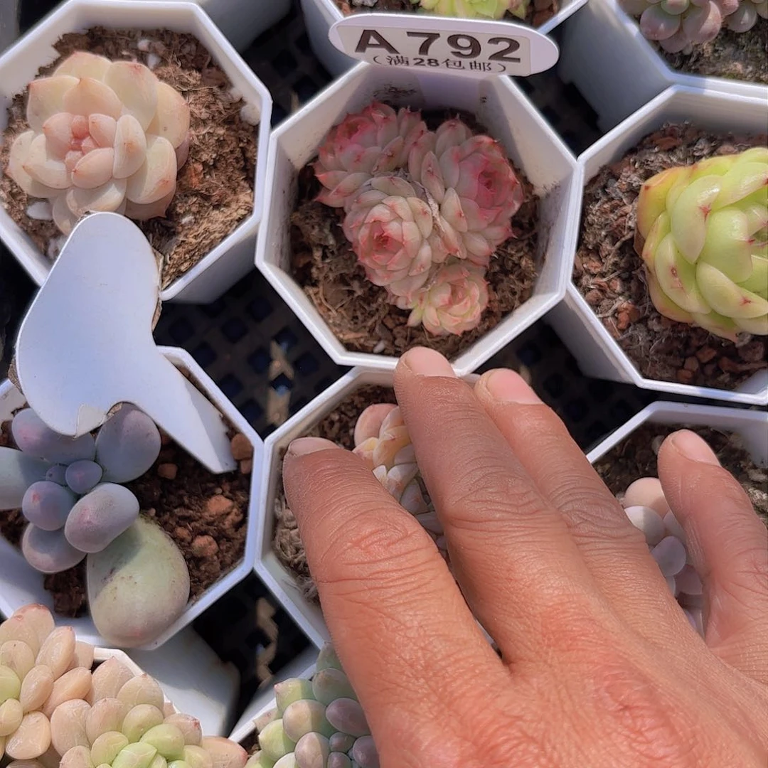 A792玉池姿一物一拍