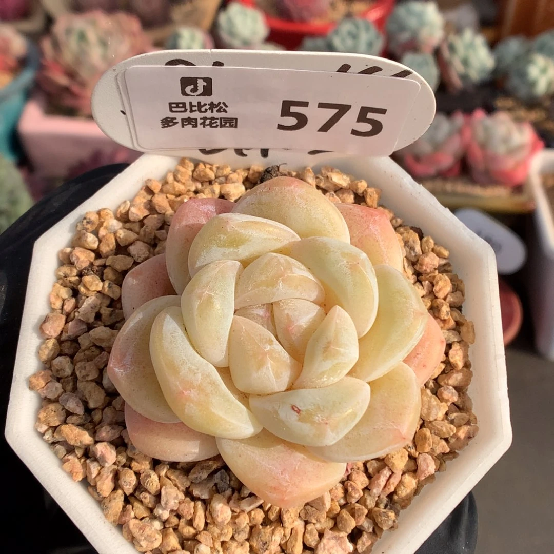 575 香槟冰玉多肉