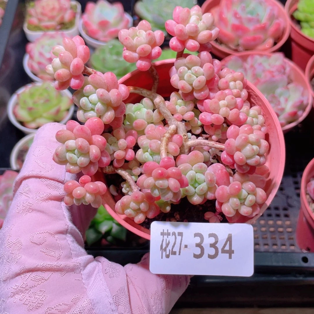 花利美27-334洛可可