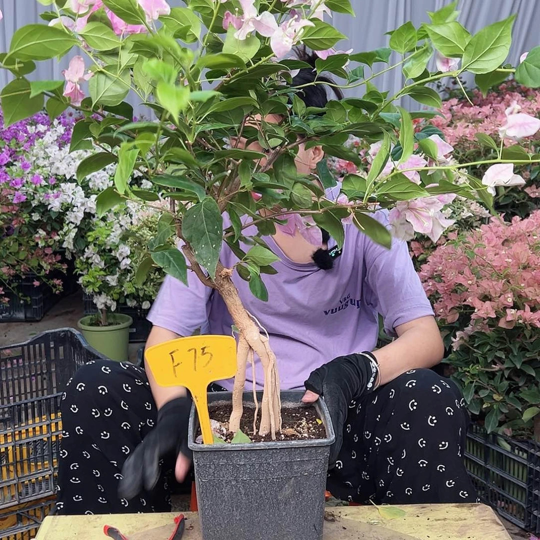 小***子完全开放F75广红樱