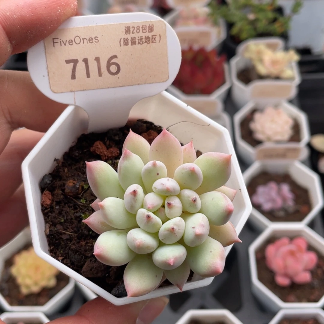 明珠7116-5.0厘米