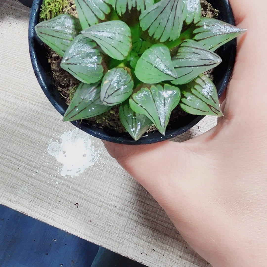 西瓜寿多肉植物6666