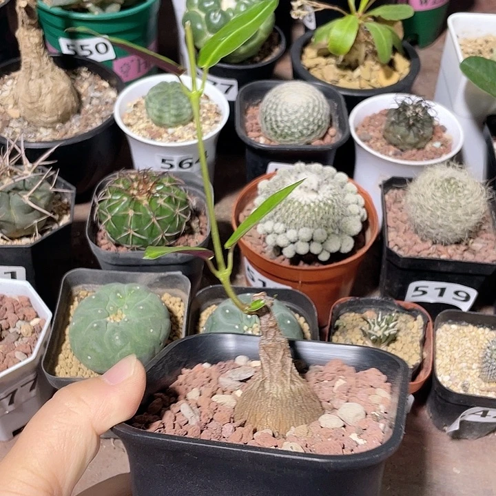329紫背箩魔块根，
