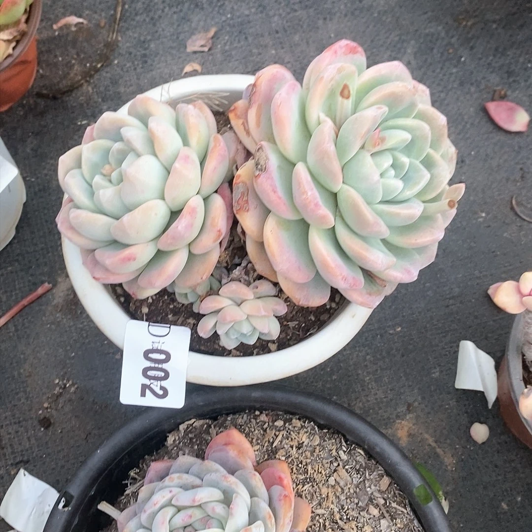 阿*002冰玉多肉植物