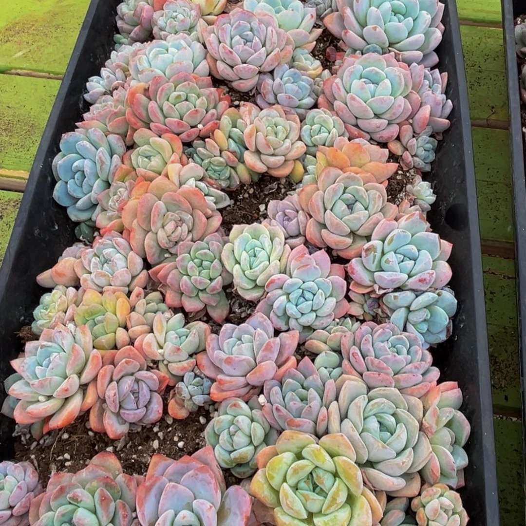 花***8079的人都在用这个词了