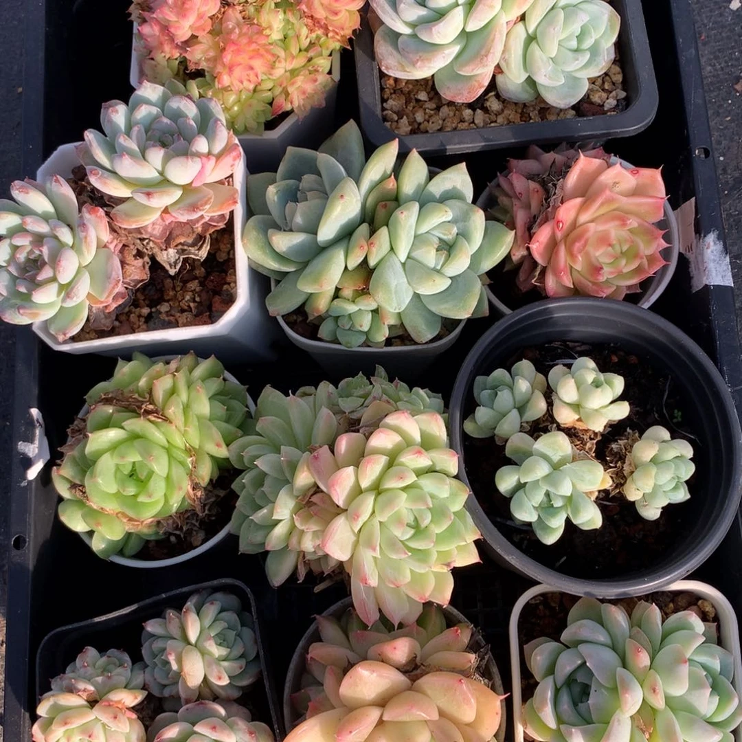 1112-16 套餐一组