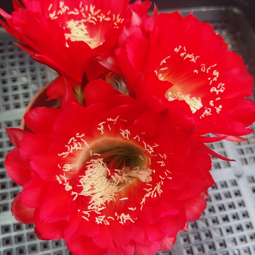 彩草 美幻 侧芽 满20包邮