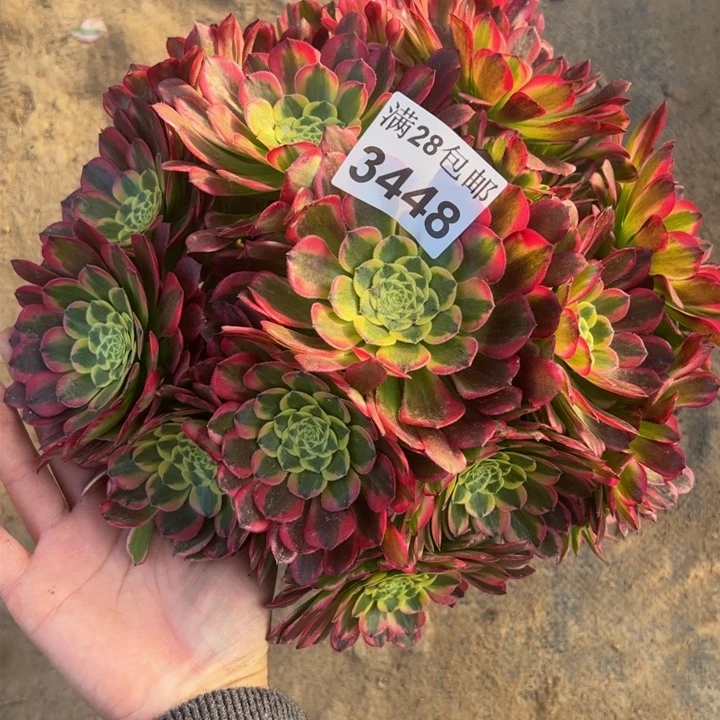 3448南朝霞多肉植物