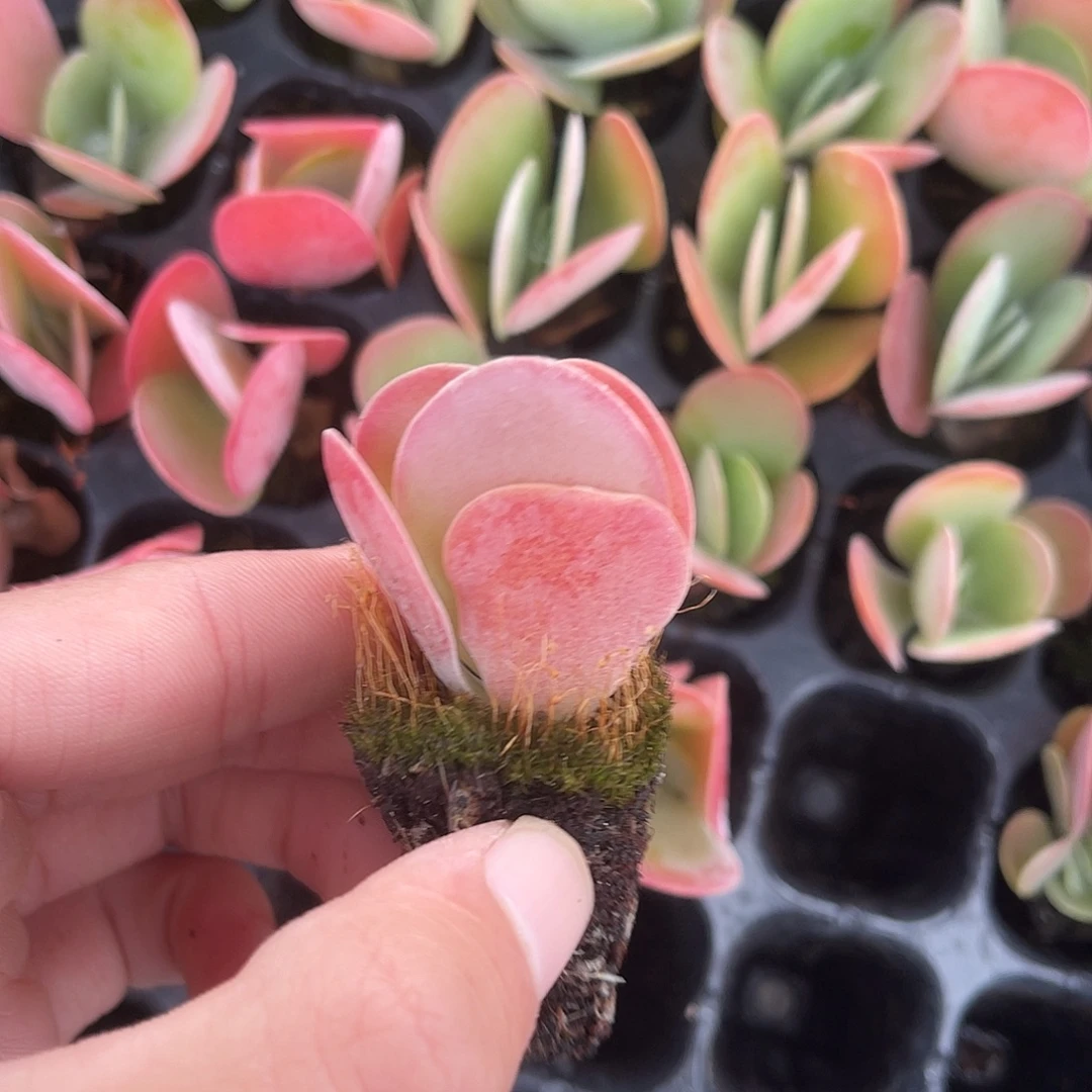 精品唐印多肉植物