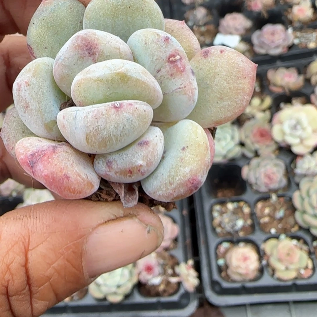 多肉小卡拉米糖心一物一拍