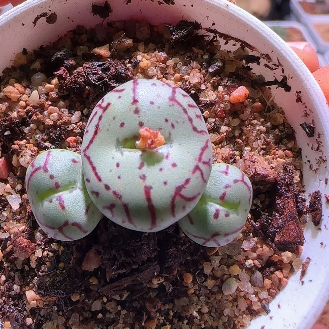 红纹青姬。          61410