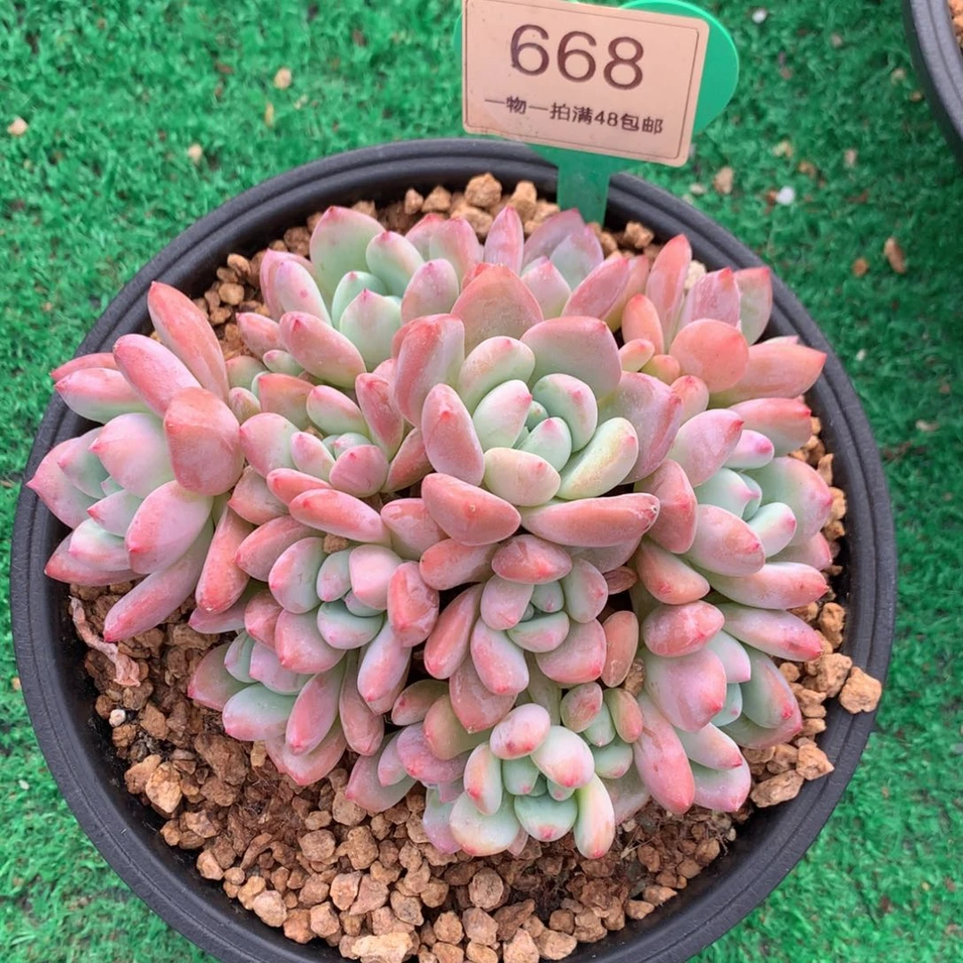 大叶望舒老桩平头668