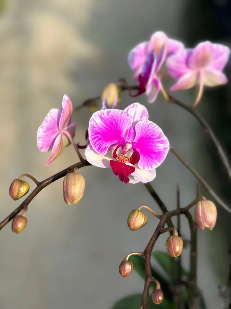 （插角满天红)蝴蝶兰苗子