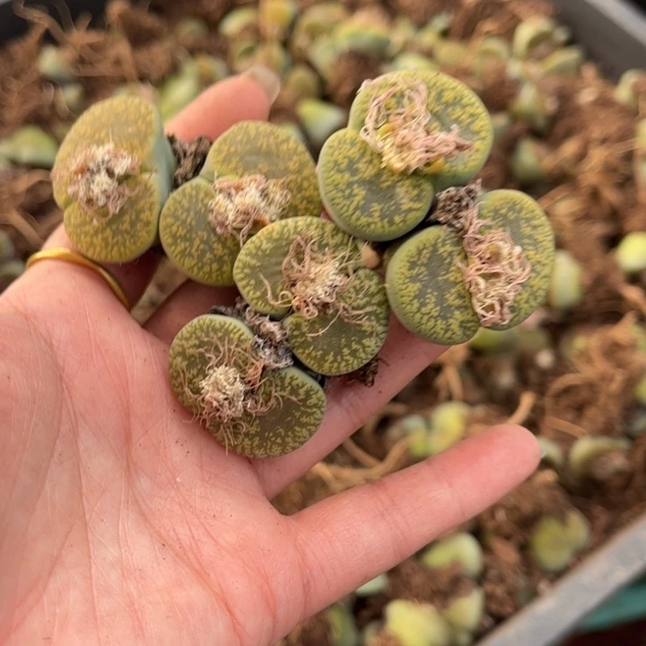 三颗双头绿紫薰888888888