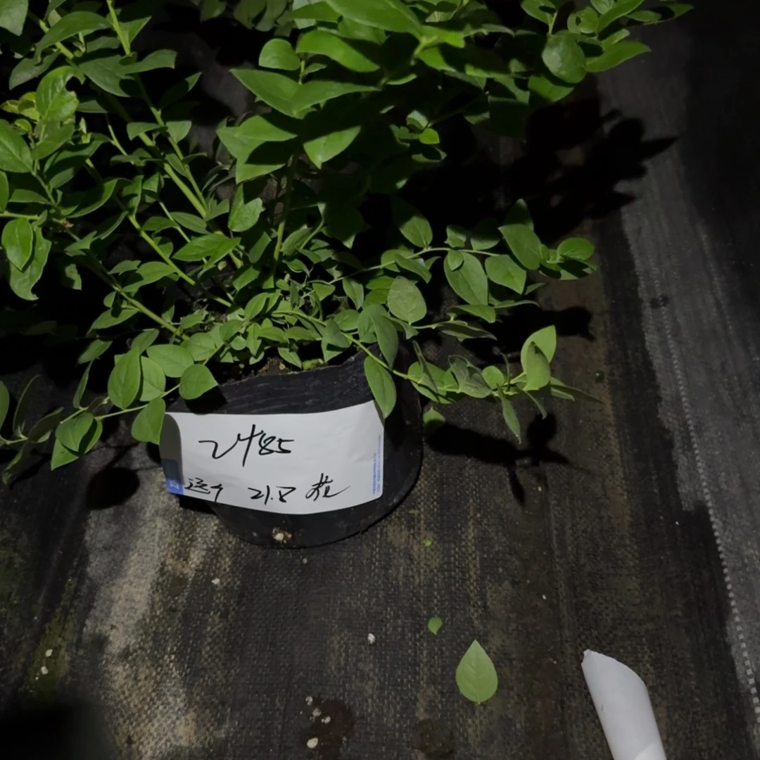 这***好中钵花香一物一拍2485