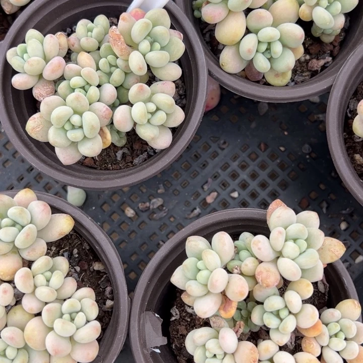 洛可可鱼子酱混合6头起叶片微瑕疵一颗量拍多肉满20包邮初7发