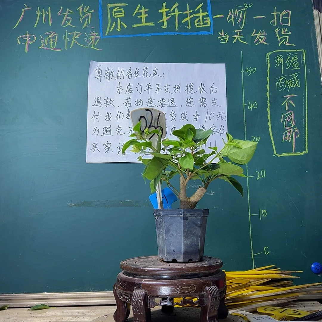 当前无花栽培后可以开花绿樱 大宝 036