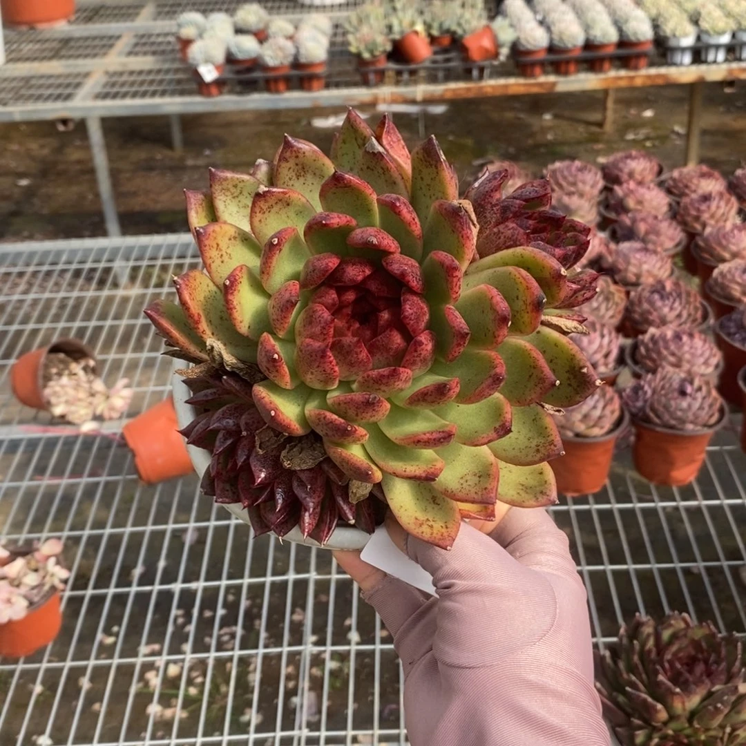 6259黑水晶一物一拍