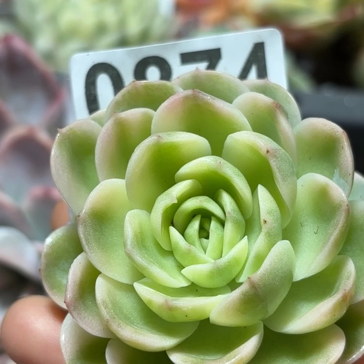 茉莉锦多肉植物满18包邮