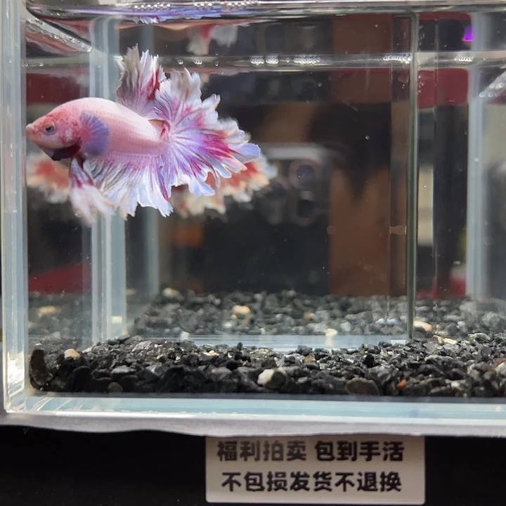 斗鱼竞拍跑单拉黑23日81