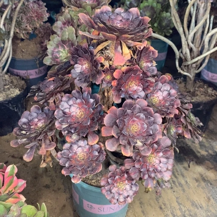 红桐中斑多肉植物23。