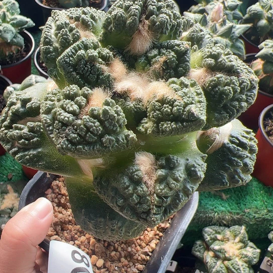 无花朵福利龟甲牡丹805