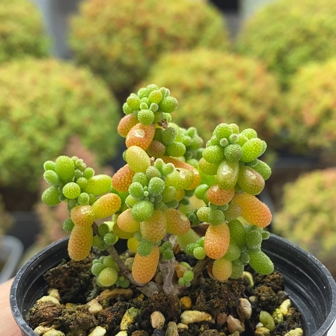 糖豆米1661枝干番杏