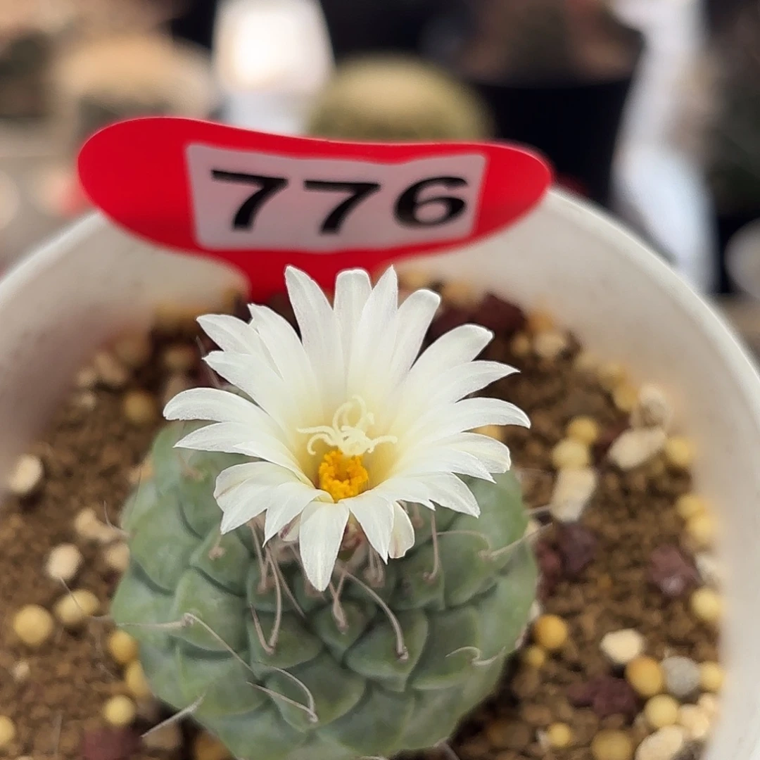 仙人球实生仙人球菊。水