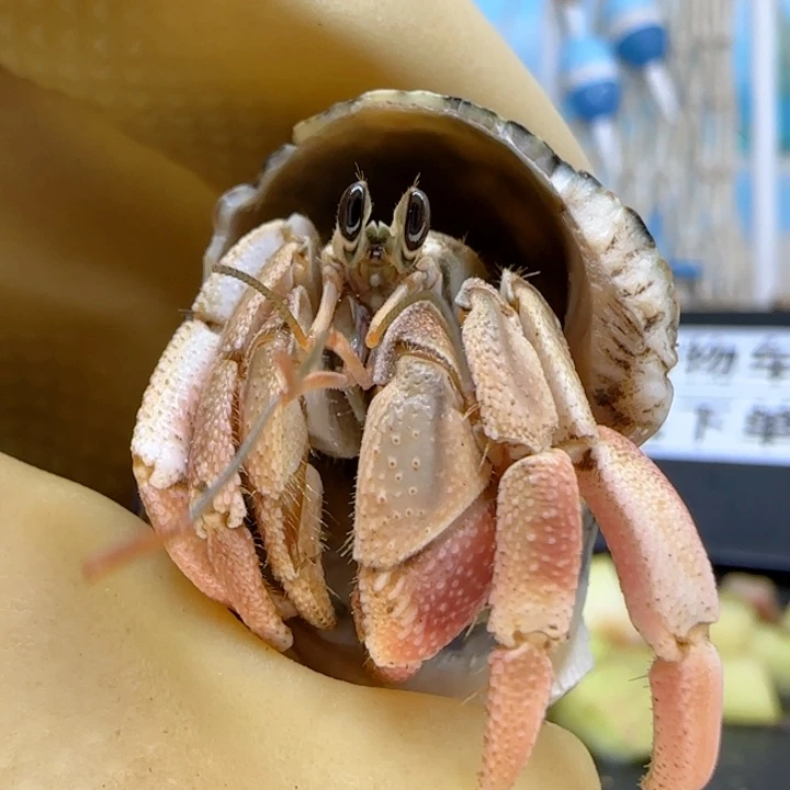 A45红粉钳 灰白1.6cm口径